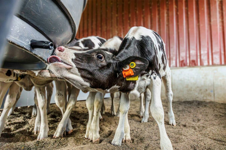 CowManager Youngstock Sensor